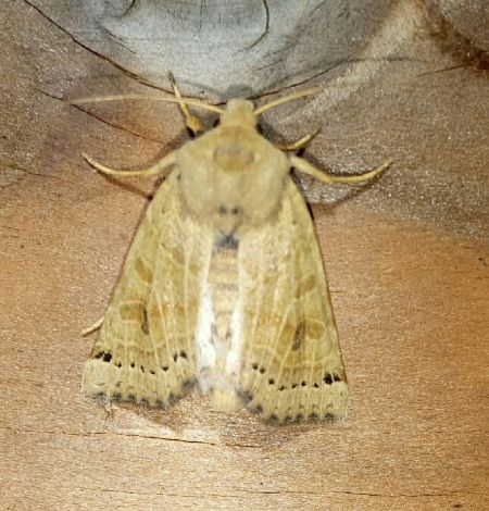 Agrochola lunosa  - Thomas Lux