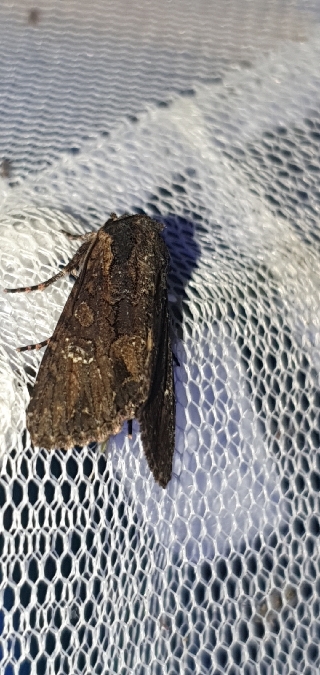 Xyline occidentale  - Melchior Viallet