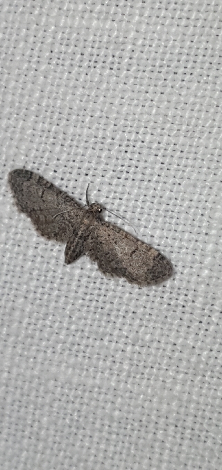 Eupithecia ultimaria  - Melchior Viallet