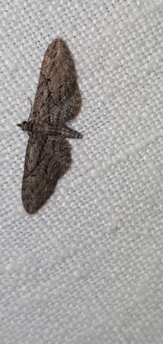 Eupithecia oxycedrata  - Melchior Viallet