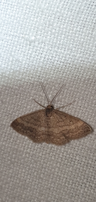 Scopula turbidaria  - Melchior Viallet