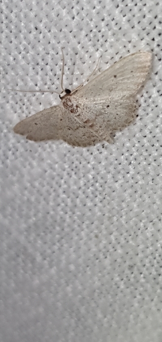 Acidalie aragonaise  - Melchior Viallet