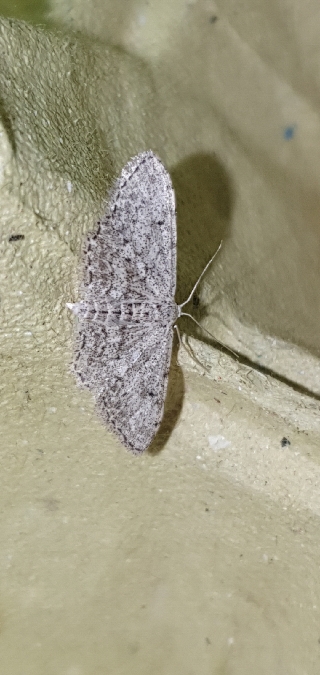 Acidalie aragonaise  - Melchior Viallet