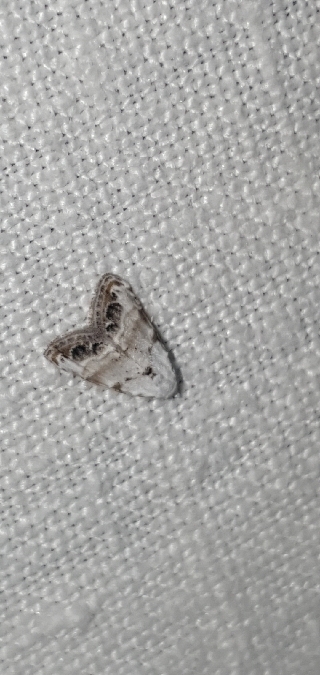 Nola subchlamydula infantula  - Melchior Viallet