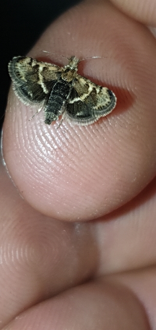 Ennychie catalane  - Melchior Viallet