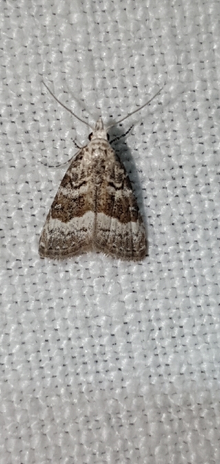 Nola squalida  - Melchior Viallet