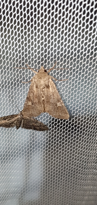 Apamea sordens  - Melchior Viallet