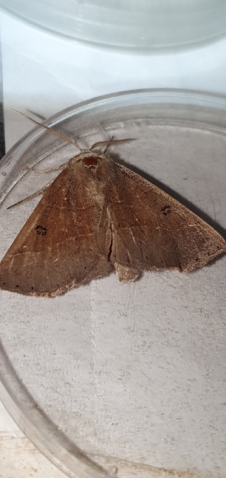 Crocallis dardoinaria  - Melchior Viallet