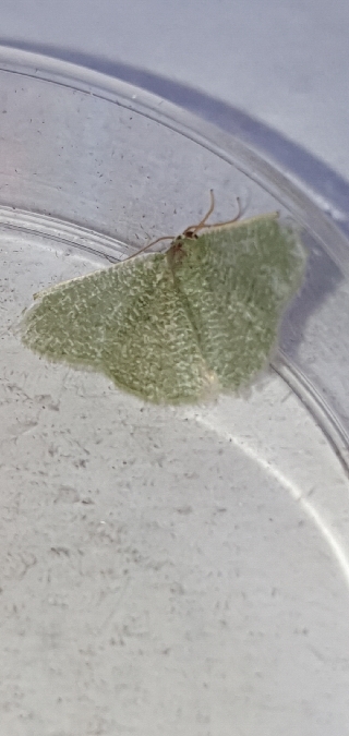 Phalène verte de Millière  - Melchior Viallet