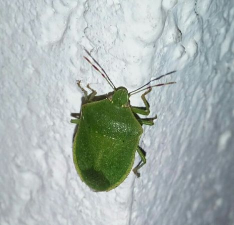 Nezara viridula  - Thomas Lux