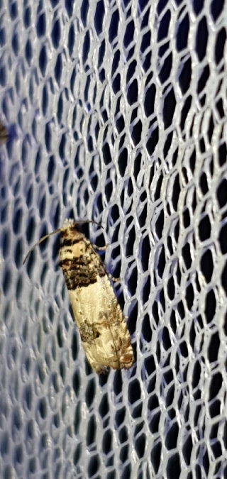 Epinotia thapsiana  - Melchior Viallet