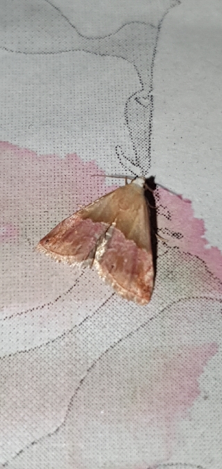 Eublemma parva  - Melchior Viallet