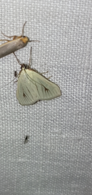Sitochroa palealis  - Melchior Viallet