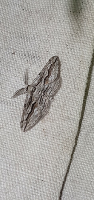 Ecleora solieraria  - Melchior Viallet