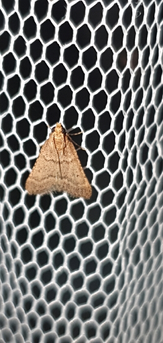 Asoppie de Bursa  - Melchior Viallet