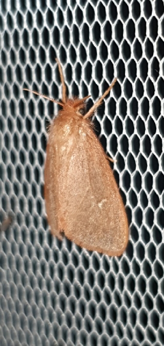 Ocneria rubea  - Melchior Viallet