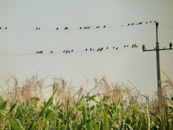 szpak  - Krzysztof Sokołowski