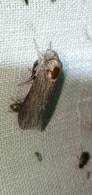 Cucullie de la tanaisie  - Melchior Viallet