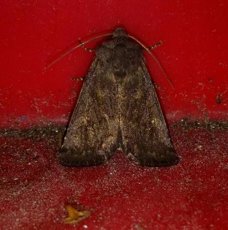 Noctuelle boueuse  - Thomas Lux