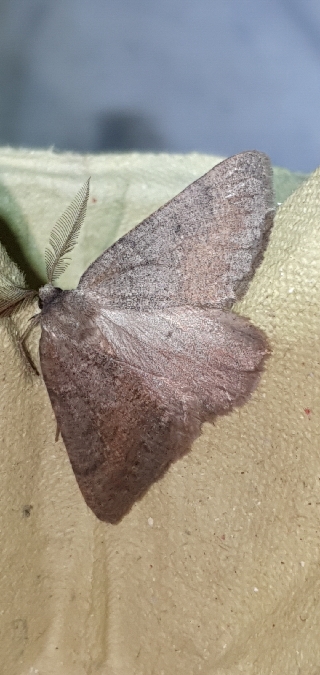 Onychora agaritharia  - Melchior Viallet