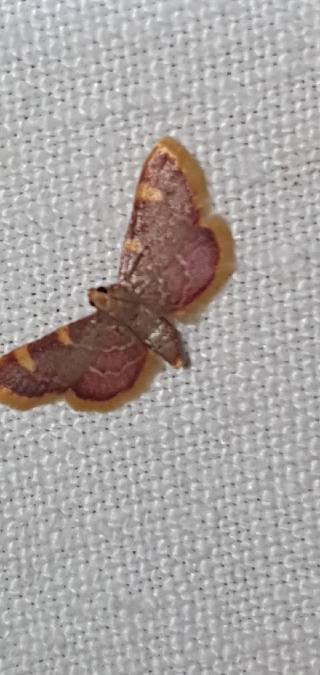 Pyrale du fourrage  - Melchior Viallet