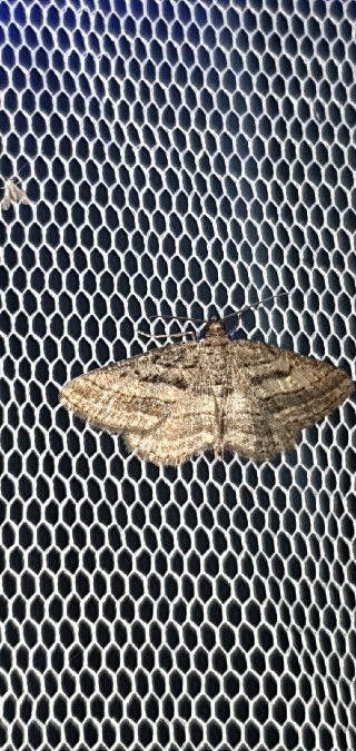 Rhoptria asperaria  - Melchior Viallet