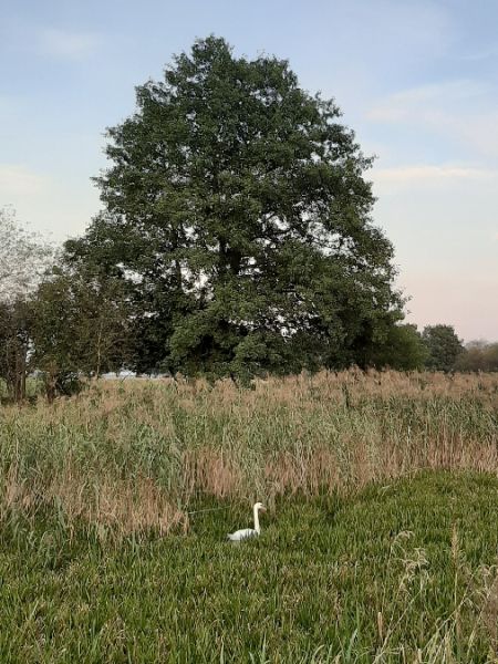 Cygne tuberculé  - Krzysztof Sokołowski