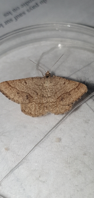 Tephrina murinaria  - Melchior Viallet