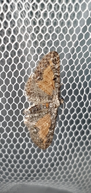 Eupithecia icterata  - Melchior Viallet