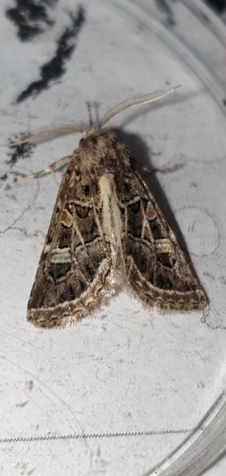 Leucochlaena oditis  - Melchior Viallet