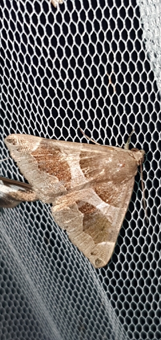 Passagère  - Melchior Viallet