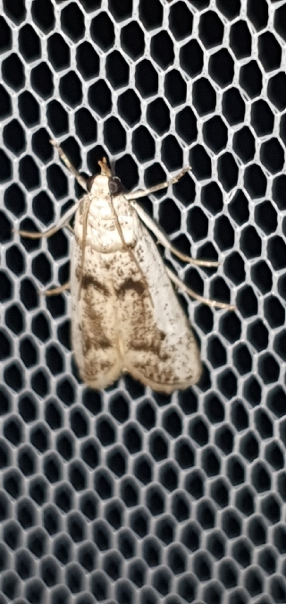 Myelois hispanicella  - Melchior Viallet