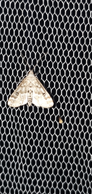 Hydrocampe de la Stratiote  - Melchior Viallet
