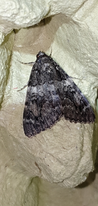 Catocala coniuncta  - Melchior Viallet