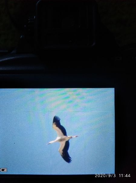 bocian biały  - Andrzej Lipiński