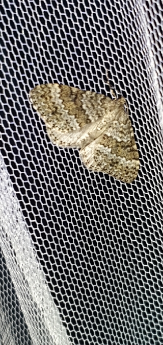 Entephria caesiata  - Melchior Viallet