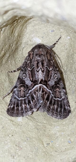 Thalpophila matura  - Melchior Viallet