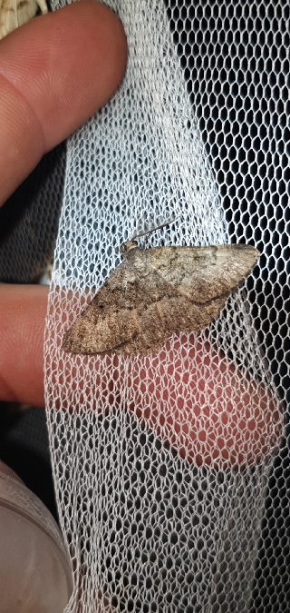 Selidosema taeniolaria  - Melchior Viallet