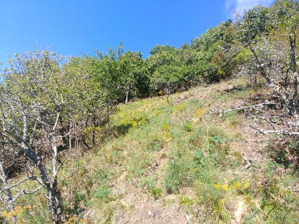 Ephippigère des vignes 