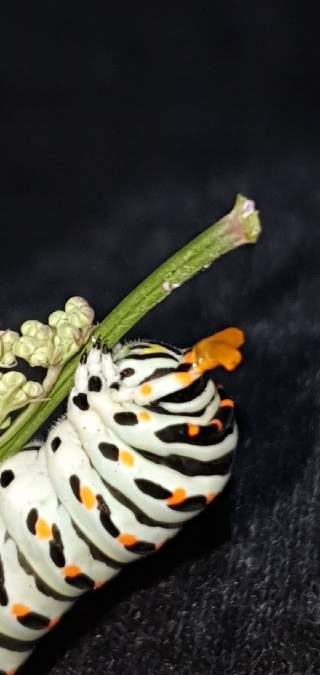 Machaon  - Melchior Viallet