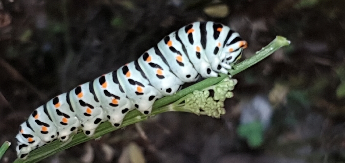 Machaon  - Melchior Viallet