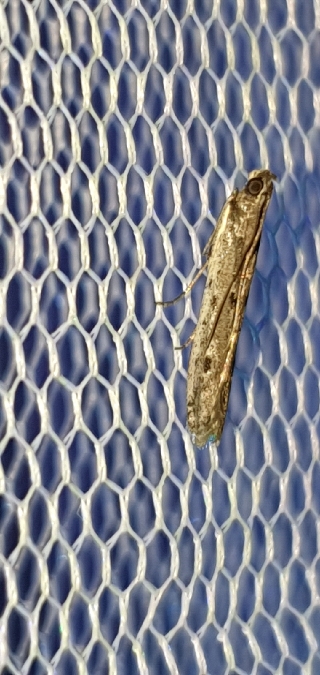 Phycitodes saxicola  - Melchior Viallet