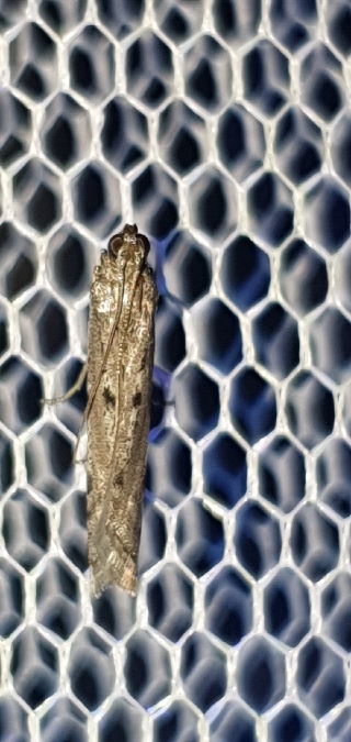 Phycitodes saxicola  - Melchior Viallet