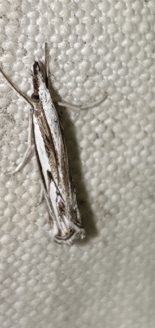 Catoptria staudingeri  - Melchior Viallet