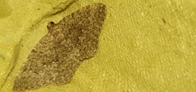 Cataclysme uniformata  - Melchior Viallet