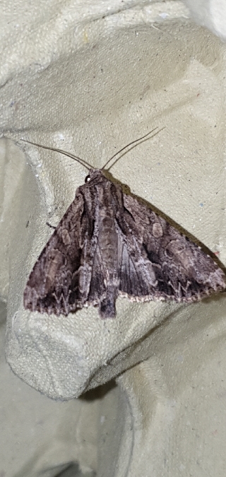 Apamea monoglypha  - Melchior Viallet