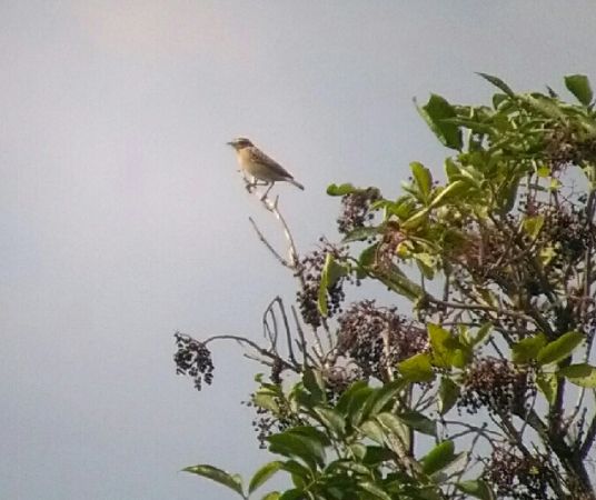 Tarier des prés  - Tomasz Zarzycki
