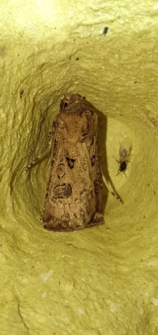 Noctuelle trapue  - Melchior Viallet