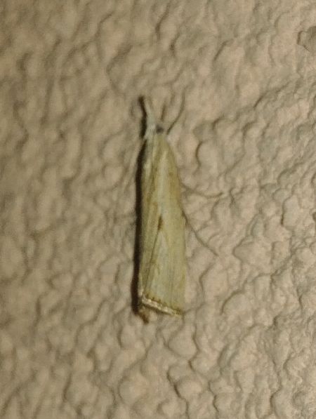 Agriphila inquinatella 