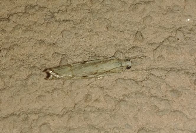 Agriphila inquinatella 